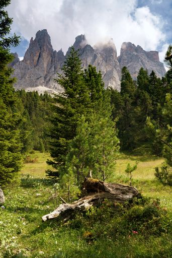 A vertical shot of a beautiful jungle with the amazing foggy mountains in the background
