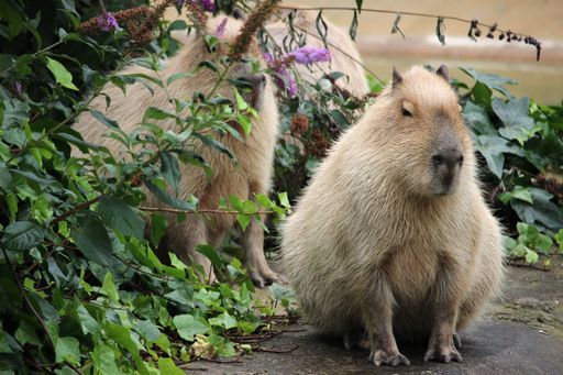 A closeup shot of a Capybara in the greenery