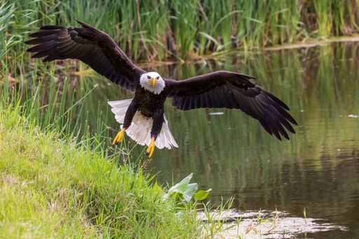 A closeup of a Bald Eagle flying off the ground with open wings and a waterscape in the background