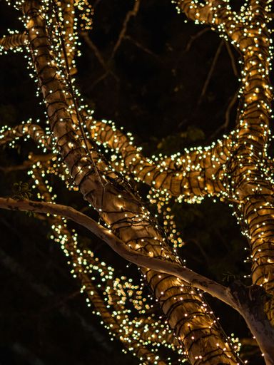 A vertical shot of a tree decorated by yellow fairy lights at night