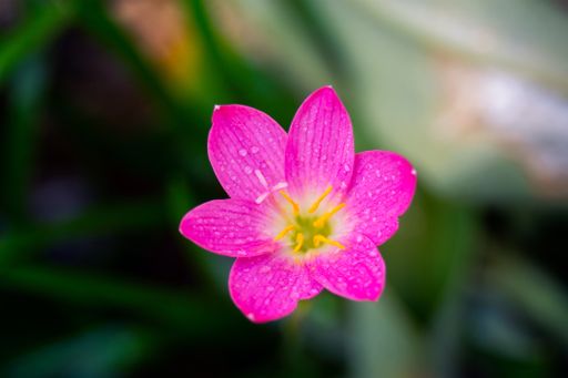 A closeup shot of a beautiful pink rain lily covered with dewdrops in a garden