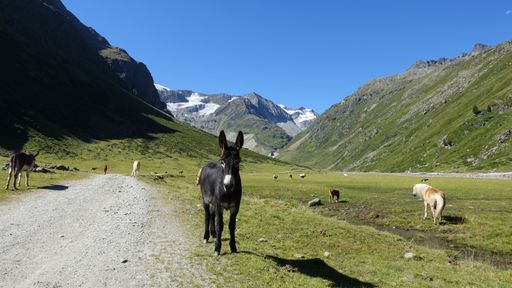 A donkey alongside other grazing livestock animals in the alpine Pitztal valley in Tyrol, Austria