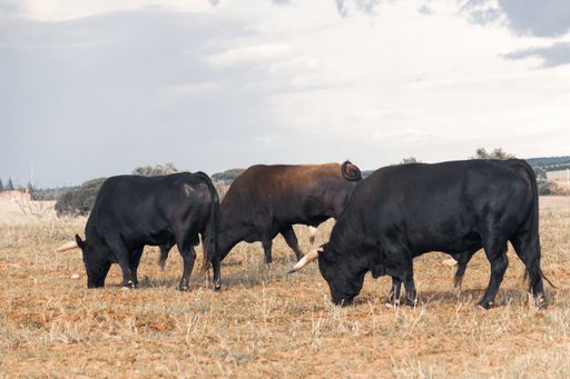 A closeup shot of bulls foraging on al field with blurred background