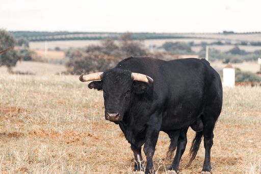 a closeup shot of a bull on a blurred background