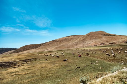 A scenic view of cattle grazing pasture under a bright blue sky
