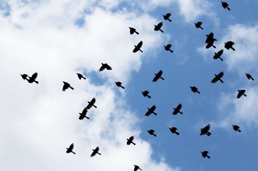 A low angle shot of a flock of birds flying under a blue cloudy sky at daytime