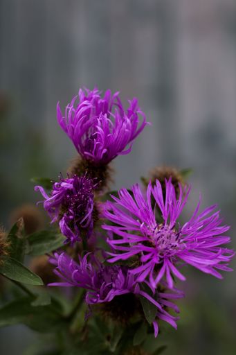 A closeup shot of beautiful Centaurea Phrygian flowers in the outdoors, a vertical shot