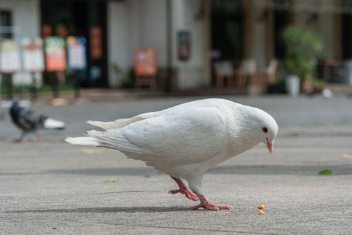 A beautiful white pigeon eating on the street ground against blur background