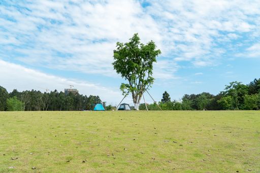 A single tree with two tents in a green field with a line of trees in the background under blue cloudy sky