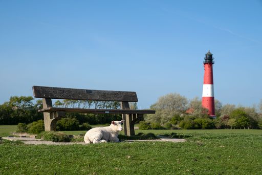 A white sheep sitting under a park bench and Pellworm lighthouse against sky in the background at North Frisia, Germany