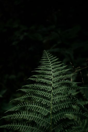 A closeup of fern leaves in a green forest