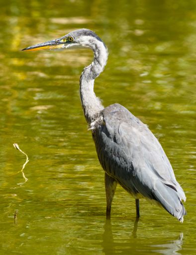 A vertical shot of a grey heron in the water
