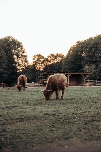 The cattles grazing in the farm