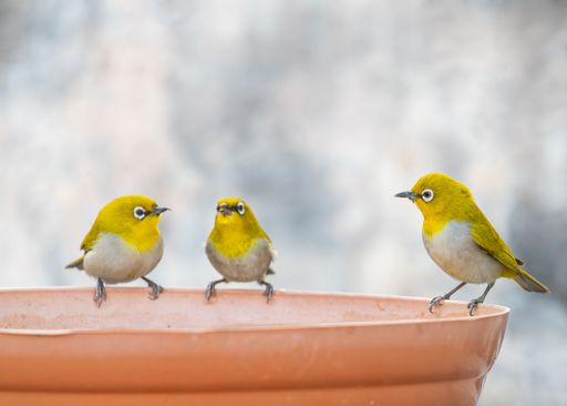 A closeup of beautiful tropical white-eyes oriental birds drinking water from a pot