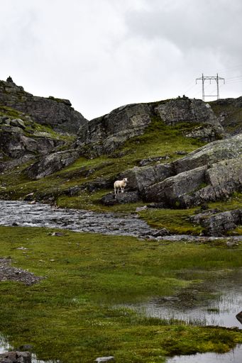 A vertical shot of a lonely sheep in the mountains under a cloudy sky