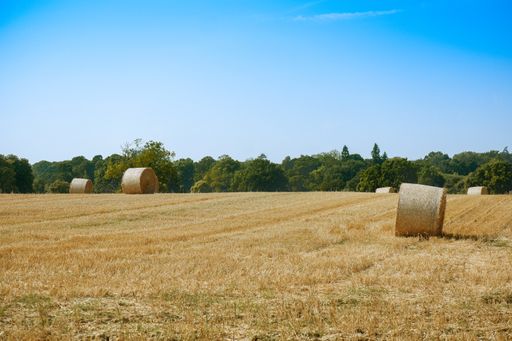 A closeup shot of a landscape of round hay bales in the field