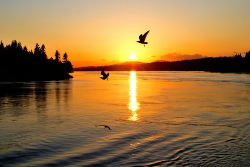 A silhouette of birds flying over lake during sunset