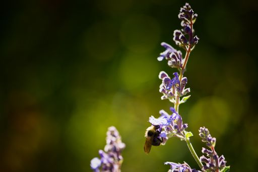 A closeup shot of a bumblebee pollinating a purple flower
