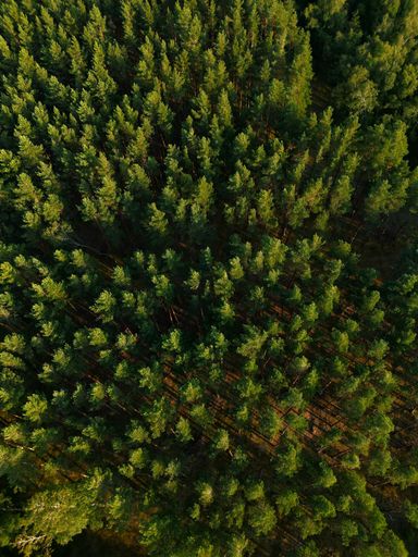 An aerial view of a gorgeous forest full of thick, vibrant green trees on a sunny day
