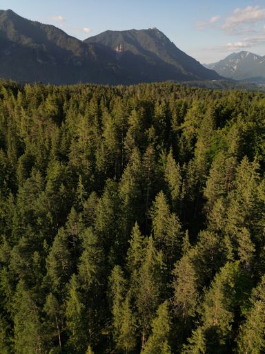 A gorgeous view of a thick forest full of lush green trees surrounded by tall mountains under a bright sky
