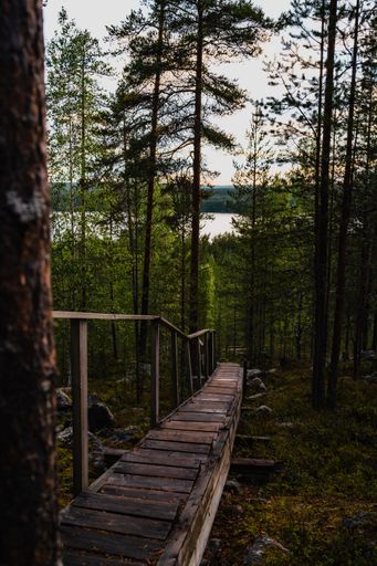 A narrow wooden path in a forest leading towards a lake surrounded by lush green trees on a sunny day