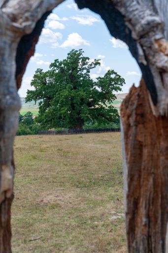 A vertical shot of the oldest oak in Romania seen behind a tree trunk in Mercheasa village