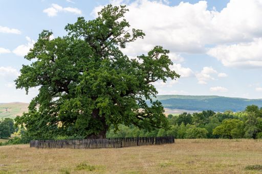 A scenic view of the fenced oldest oak in Mercheasa villagem, Romania