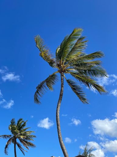 A beautiful low angle view of tall palm trees under a bright blue cloudy sky on a beach