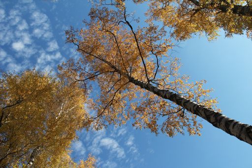 A low angle shot of autumn trees against the blue sky at daytime