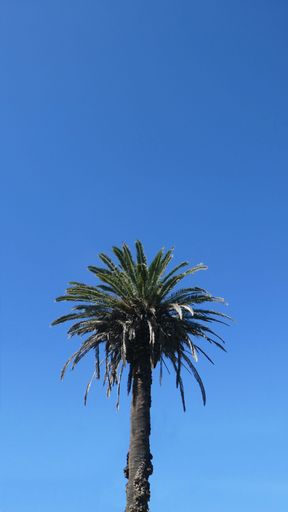 A vertical shot of a palm tree against a clear blue sky