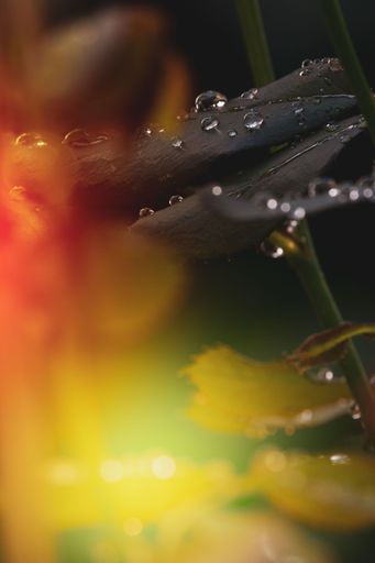 A vertical macro shot of leaves covered with raindrops, colorful effects dropping on the view