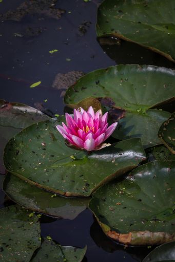 A vertical shot of a beautiful pink water lily on dark green lily pads in a lake in the wilderness