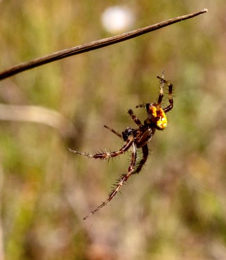 A vertical shot of a European garden spider on the web in a field with a blurry background