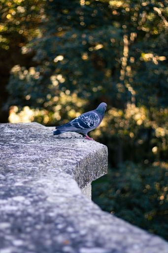 A vertical shot of a wild pigeon perched on the stone fence on the background of green trees