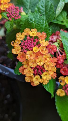 A closeup of lantana flowers on background of leaves
