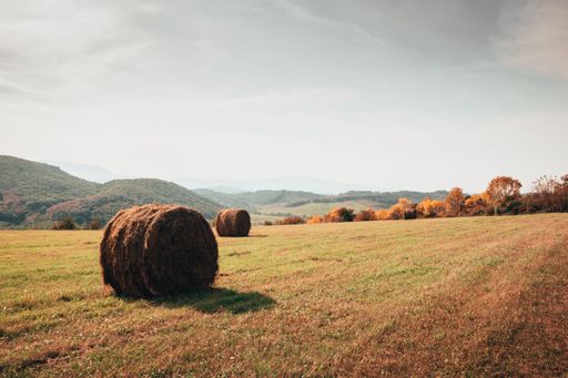 The round bales in the field under sunlight. Hungary.