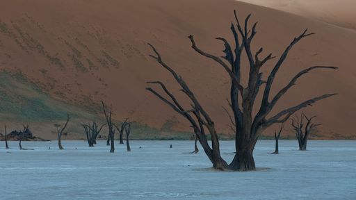 Namibia, the Namib desert, dead acacias in the Dead Valley, the red dunes in background