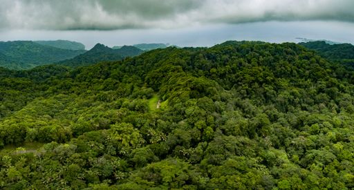Pristine primary forest on the island of Tobago, Trinidad and Tobago, West Indies, Caribbean.