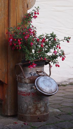 A vertical shot of pink Fuchsia flowers in old rusty milk can in Salzburg, Austria