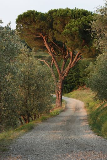 A vertical shot of a road along green trees