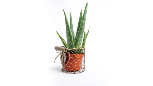 A closeup of a aloe vera plant in a pot isolated on a white background