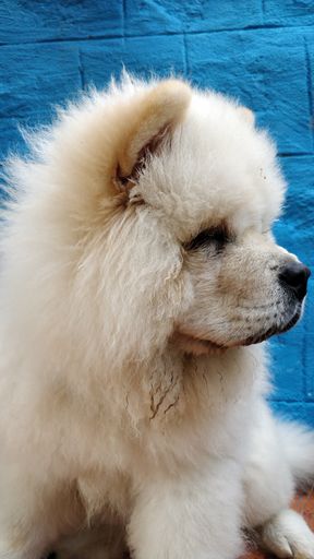 A vertical closeup shot of a fluffy cute white chow-chow dog