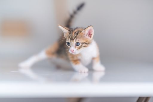 A closeup focus shot of a cute blue-eyed kitten with a blurry background