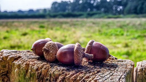 Bunch of acorns of a weathered fence pole