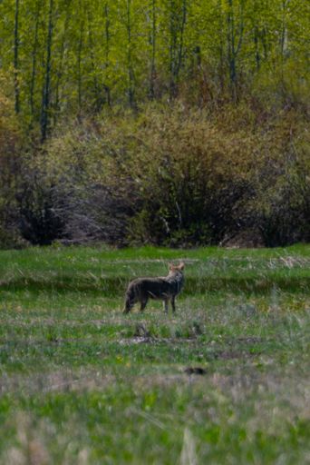 a vertical shot of a fox from the back in the woods during a bright sunny day.