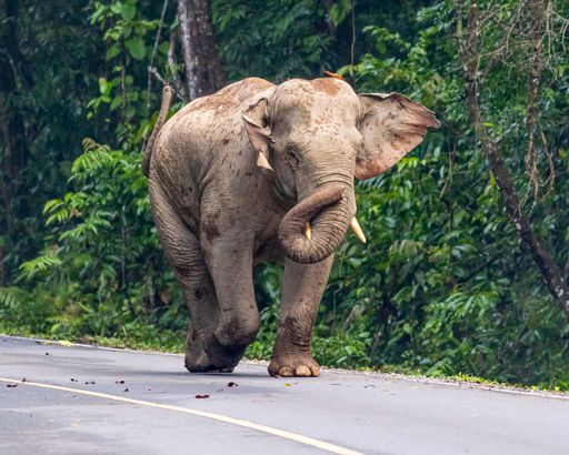 A wild elephant at Thailand's Khao Yai National Park strolls along the main road while foraging for food.