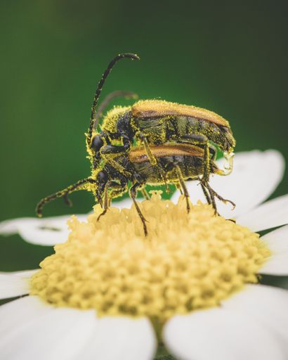 A vertical shot of two bees mating while perched on a flower in daylight