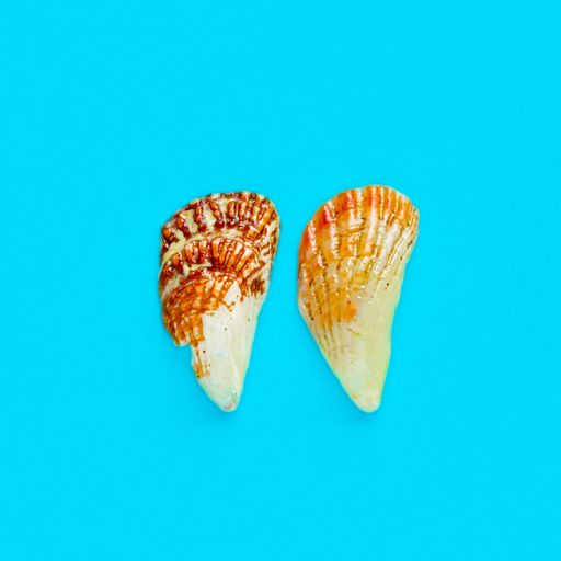 Flat Lay isolated image of a coastal seashell on a light blue background