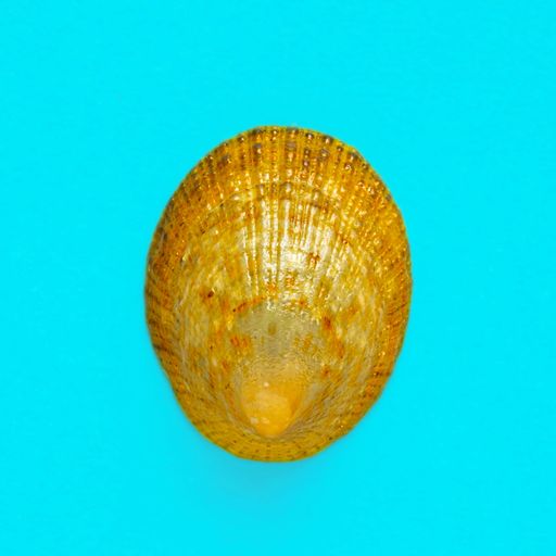 Flat Lay isolated image of a coastal seashell on a light blue background