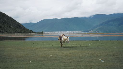 A white horse in a field near a lake in a mountainous area on a cloudy day
